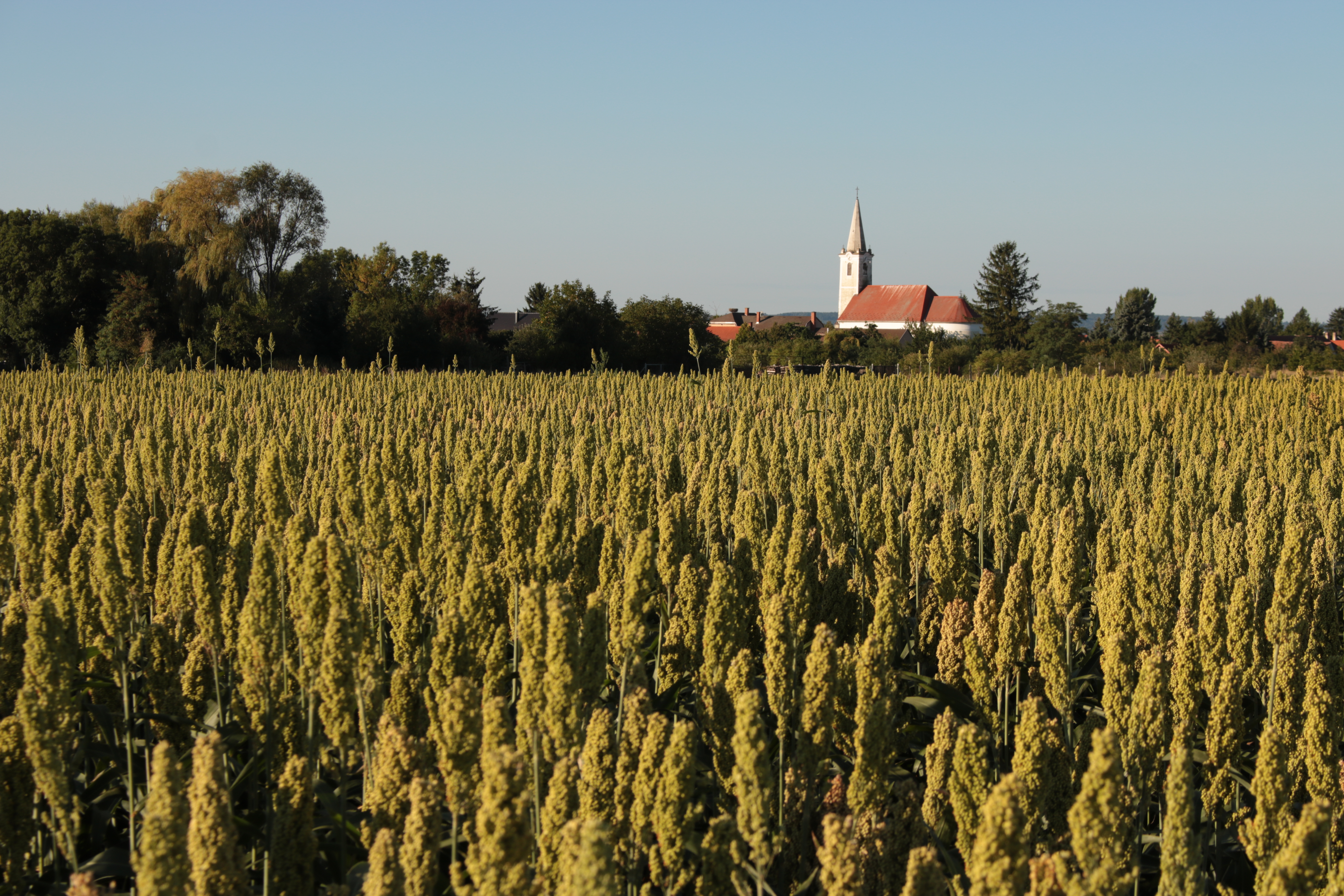 Gosztomné Varga Mónika - Sirak-cirok